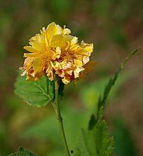 马兰花图片,绽放自然之美，探寻生命奥秘